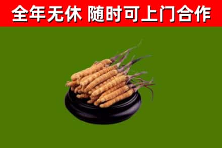高安回收冬虫夏草
