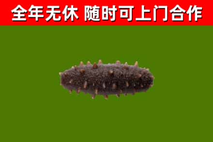 高安回收海参干